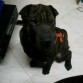 Negra 6 meses