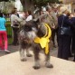 Luna después de un maratón de 2 kilómetros. 