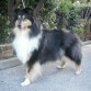 Sade Sangtrait (Shiva) Rough Collie tricolor