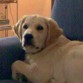 LUCAS,nuestro golden