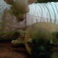 otra veeez zzzzzz.... durmiendo...