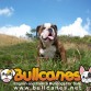 BULLCANES English and French bulldog puppies for Sale
Bulldog Ingles y bulldog frances a la venta!
http://www.bullcanes.net