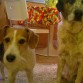 Flippy (cruce Beagle y Fox Terrier) y Tucho (Mastín)

Dos perritos muy buenos y tranquilos los 2