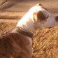 mi "Pampa Argentino" = Dogo Argentino + Pitbull americano