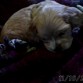 descansando 