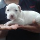 PITBULL CON LABRADOR 