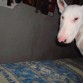 Aca despues de su baño