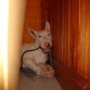 Jugando con su sogaa!