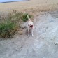 de paseo por el campo 2

