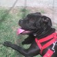 esta perra es pitbull que alguien me ayude me entro esa duda porq mi primo me dijo que tiene patas largas por ser pitt comenten porfis