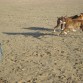 Los 3 correteando por la playa.