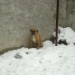 le gusta jugar en la nieve..!!!