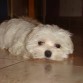 Mi felpudo !!!