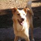 yara es meztiza de podenco andaluz y labrador . es una de las pocas perras que ha corrido con la suerte de ser adoptada en un refujio de animales...
es muy inteligente y tremendamente agil 