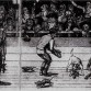 Una de los muchos deportes en los que se empleo a los "Bulldogs" APBTS actuales.