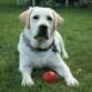 Jugando con su pelota en el viaje a Suiza con 9 meses...un pais para perros!!