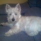 le encanta dormir en el sillon
