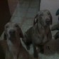 maxito y junitor