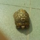 este es kuki mi tortuga de tierra de mi tierra melilla, come de todo tendra unos 18 años mas o menos.