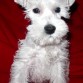 Lucas es un precioso schnauzer blanco, nació el 8 de junio de 2009.  Es tranquilo, cariñoso y super inteligente.