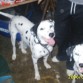 tina y coco al mes de tenerlos