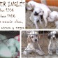 VENDO cachorros de SETTER INGLÉS puros
Camada de 7 cachorros (marrón claro, oscuro y negro) 
Machos: 120€ y Hembras: 140€.
(posibilidad de rebaja, por portes)
NACIDOS EL 21 DE JULIO DE 2009
Padres excelentes cazadores en pelo y pluma.
Desparasitados, con la primera vacuna, y destetados.
Iniciados desde el mes a ejercícios con pieles de pelo y pluma.
Interesados llamar al tlf. 675.894.142
