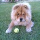 este el ositos se llama roky un chow chow de 5 meses