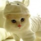 gatito de mi abue