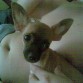 aqui toy con mi tratamiento de orejillas..
se ve bien eh.. ojala y me vaya muuy bien y se me 
levanten como debe ser.. como mi hermanita Nika jeje