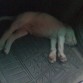 dormido en el carro