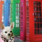 un chihuahua en Londres ji ji ji  que guapa mi niña!!!