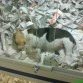 Esta es la primera foto de la gordi....es en la urna de la tienda de animales....fue verla... y bueno aqui esta dando guerra...jejejeje