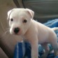 rocky 1 mes y medio 