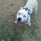 tiko: 8 meses cruce de stanffort y pitbull..... totalmente sociable y buenisimo, muy  jugueton. guauuuuuuuuuuuuuuuuuuuuuuuuuuuuuuuuuuuuuuuuuuuuuuuuuuuuuuuuuu.Señores mi bebito.