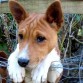 Hola ente es mi perro Rex es re bueno jugueton lindo con la cara arrugada alto de patas largas marron cafe clarito con blanco.