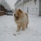 thor en la nieve