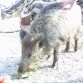 este es un jabali domesticado se llama rafaela y es como un perro