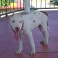 AHYY EN EL KIOSKO PESCANDO A OTRO PERRO