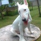 7 meses