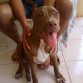 coca es posando pit bull ejemplar