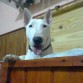 9 meses