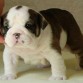 Cachorros Bulldog Inglés