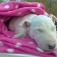2 meses