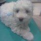 Es Un Perrito Poodle Toys