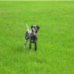 neo  disfrutando el bello   paisaje de Colonia  .   Aquí si puedes disfrutar  viendo correr a tu mascota,  no es como en algunos lugares, que no dejan  hacer nada y siempre te sientes como vigilado.   En vacaciones, mi mascota  SIEMPRE  viaja con nosotros. 