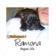 BULLCANES English and French bulldog puppies for Sale
Bulldog Ingles y bulldog frances a la venta!
http://www.bullcanes.net