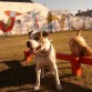 Toto mi "Pampa Argentino" = Dogo Argentino + Pitbull americano