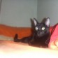 Coco, un gatito que rescatamos con menos de 1 semana de vida de un contenedor de basura