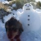 Nala en la nieve!!