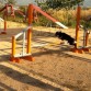 Entrenando en agility